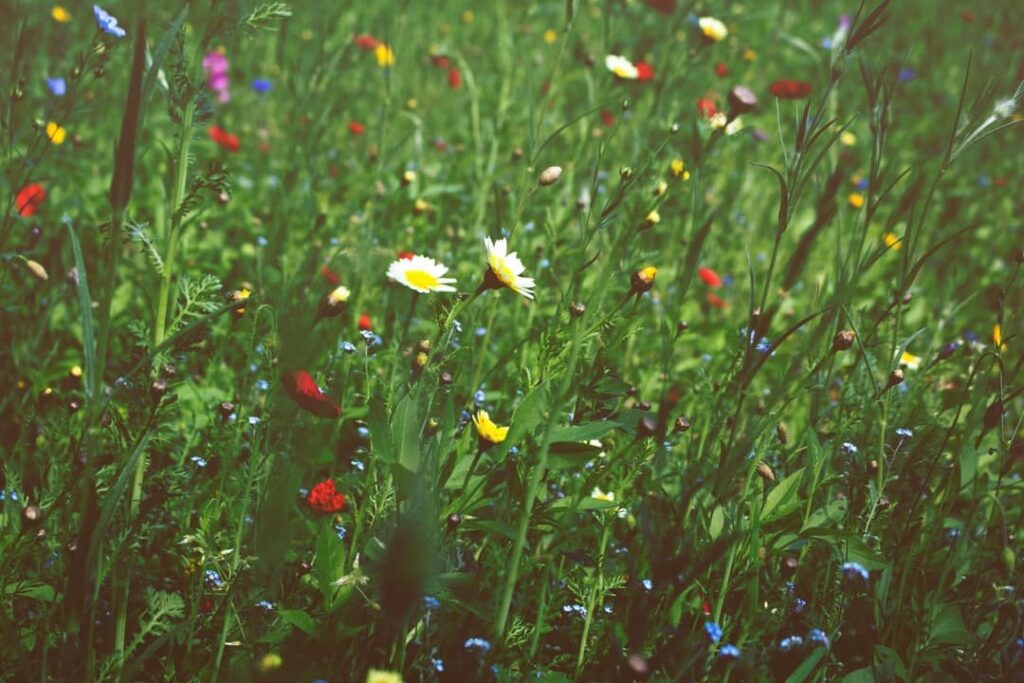 spring weather